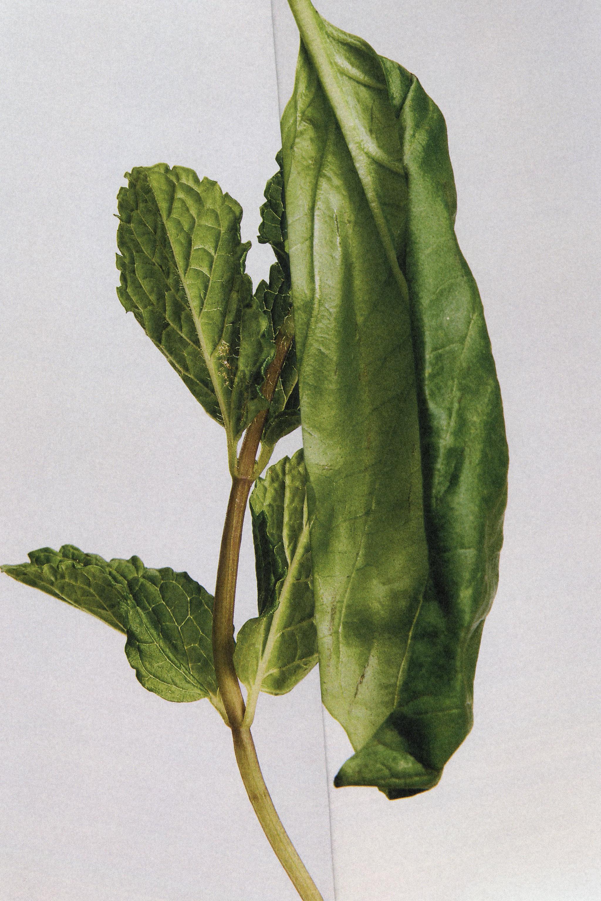 WATERLILY TEA DRESS EDP 100ML (3.4 FL. OZ).